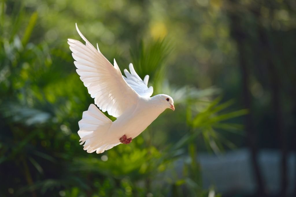 The different types of doves and what makes them unique