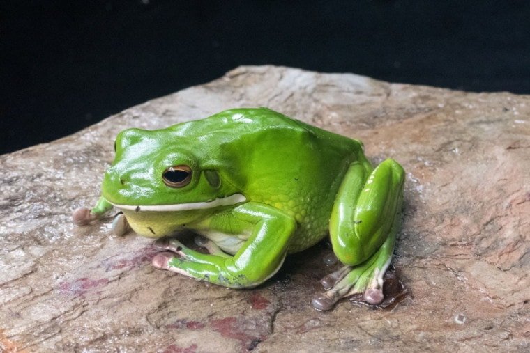 Florida Tree Frogs And Its Types