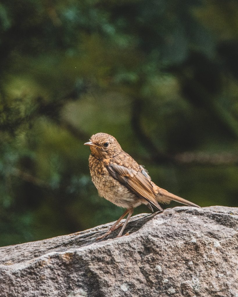 Nightingale Bird: The Most Amazing Songbird You Will Ever Know