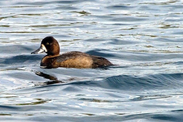 The Fascinating Greater Scaup: Everything You Need To Know