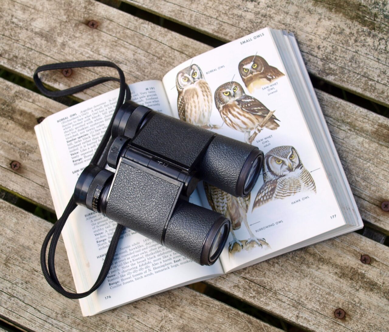 10 Essential Pieces of Bird Watching Equipment You Need