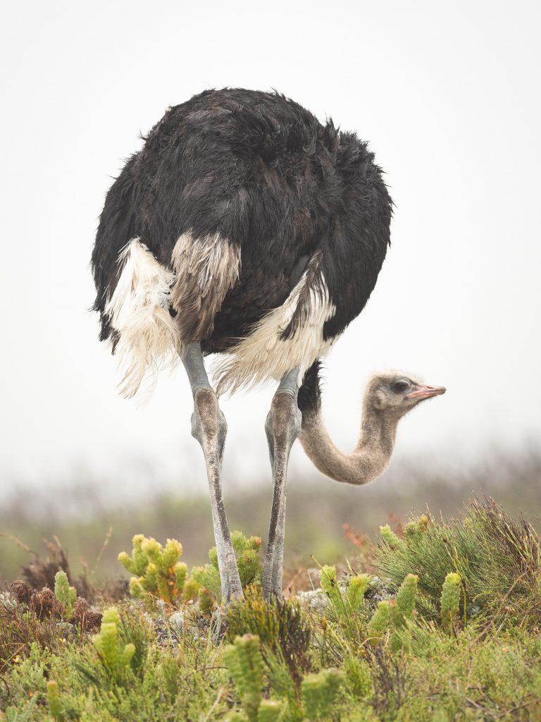 What is an Ostrich? A Fun and Interesting Bird You Should Know More About!