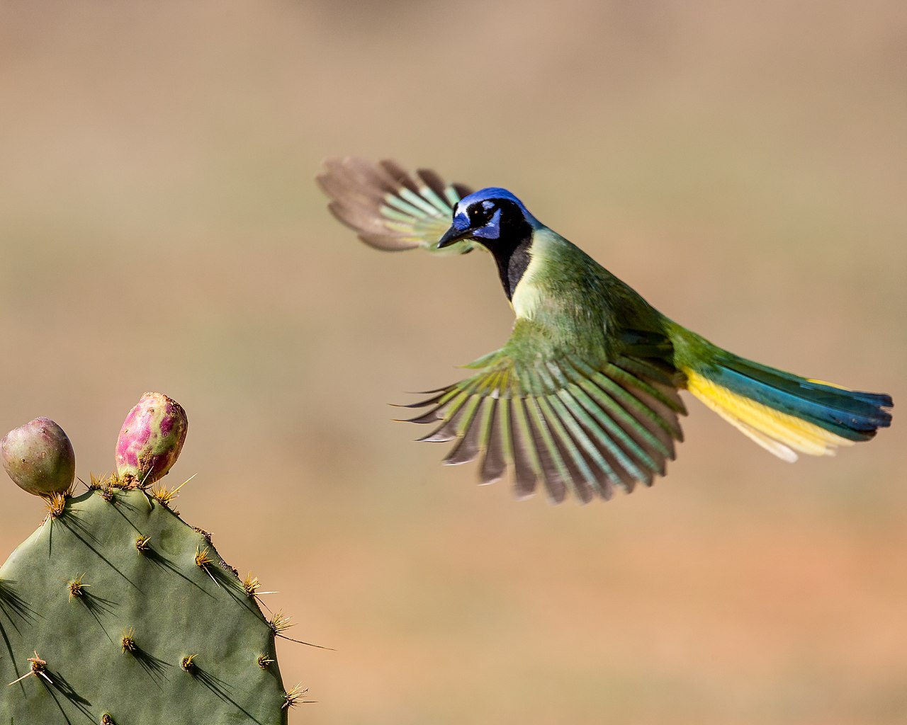 Cool Bird Names: Cool Bird Names and Even Cooler Meanings