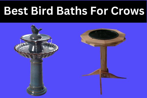 Best Bird Baths for Crows – Comprehensive Guide