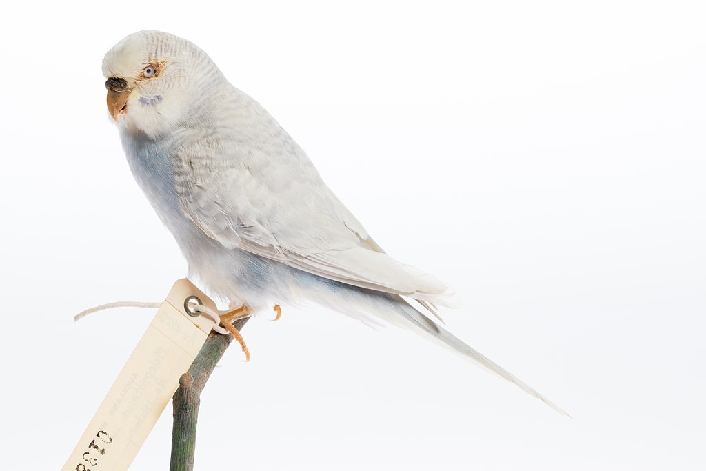 English Budgie: What You Need To Know About English Budgies