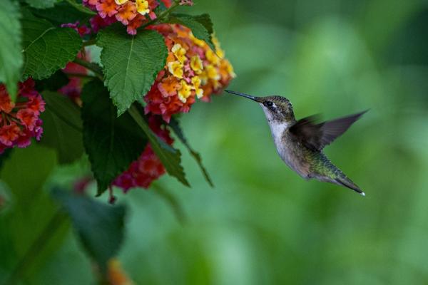 Everything You Need to Know About Hummingbird Feet