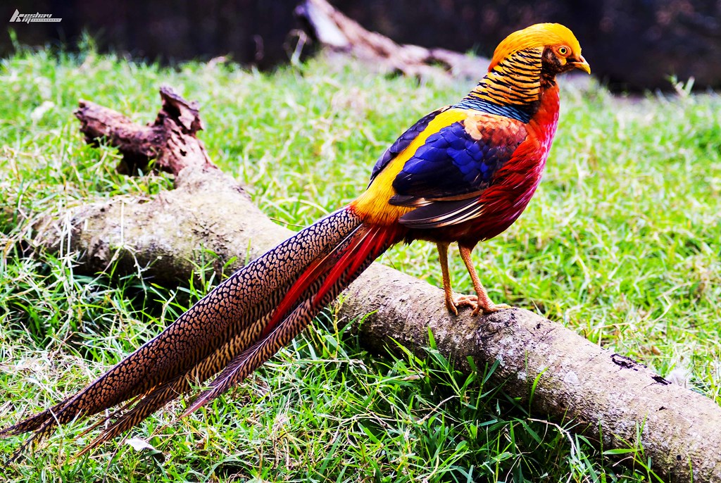 Golden Pheasant Bird Profile: Facts, Habitat & Lifespan