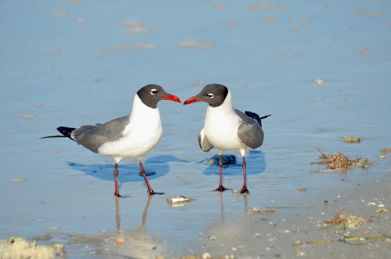 25 Florida Beach Birds Uncovered: ID Guide to Shore Wonders