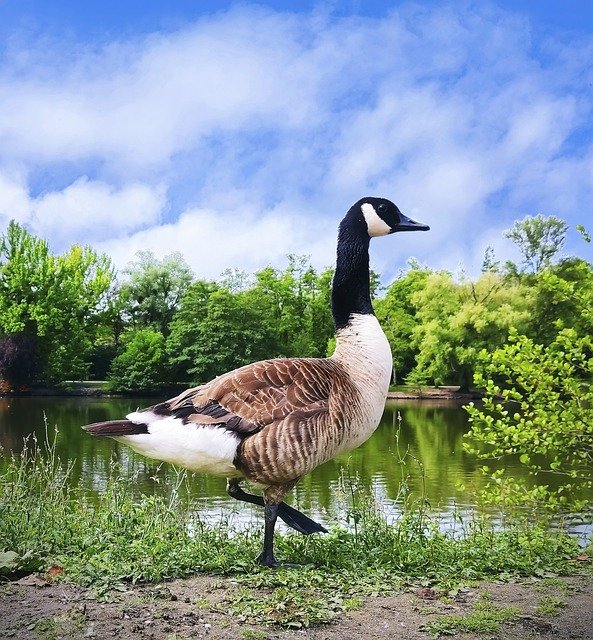 Everything You Need To Know About Canada Goose