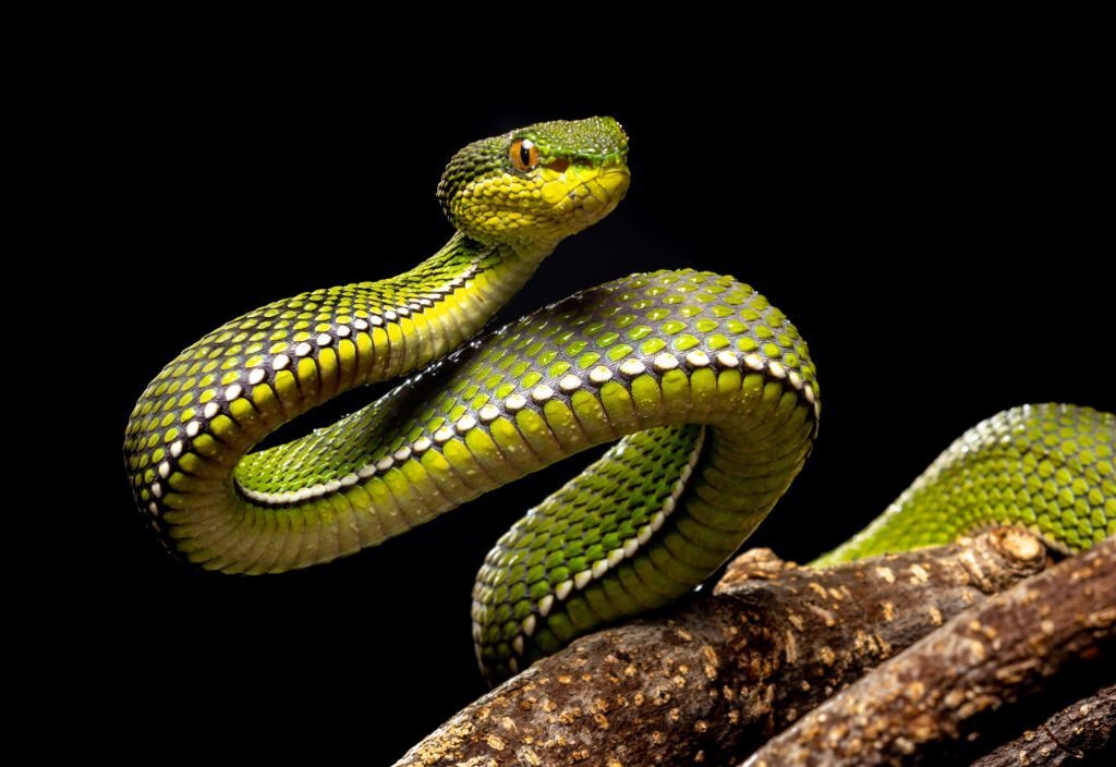 Interesting facts about snakes in Georgia