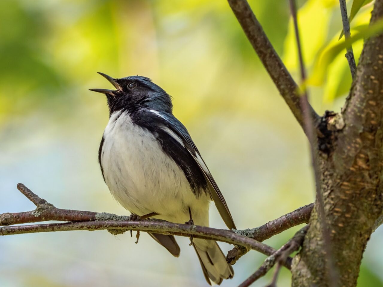 20 Common Birds In Indiana [2023}