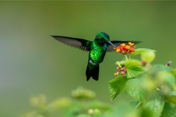 What do Hummingbirds Symbolize – Chipper Birds