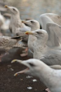 Why Seagulls are Amazing Birds?