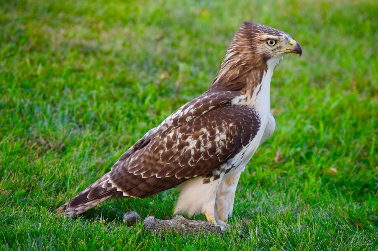 6 Common Species of Hawks in Georgia  