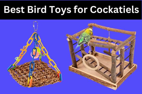 10 Best Bird Toys for Cockatiels 2023: Cockatiel Toys Buyers Guide