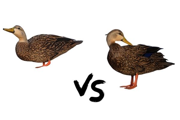 A Comprehensive Guide to the Different Types of Florida Ducks