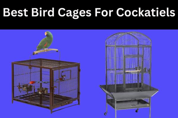 Best Bird Cages for Cockatiels – Comprehensive guide