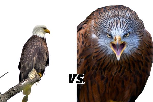 The Battle of the Birds: Hawk vs Eagle