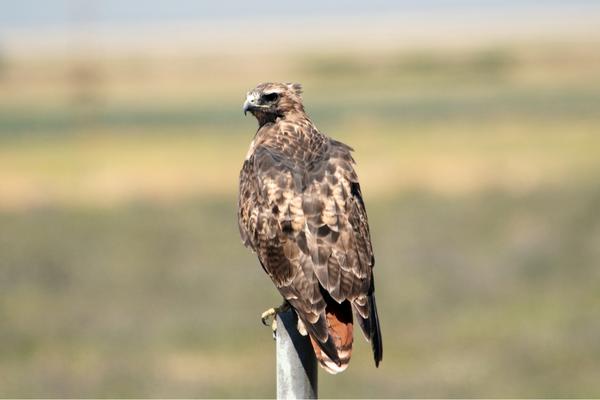 Red-Tailed Hawks Size: Everything You Need to Know