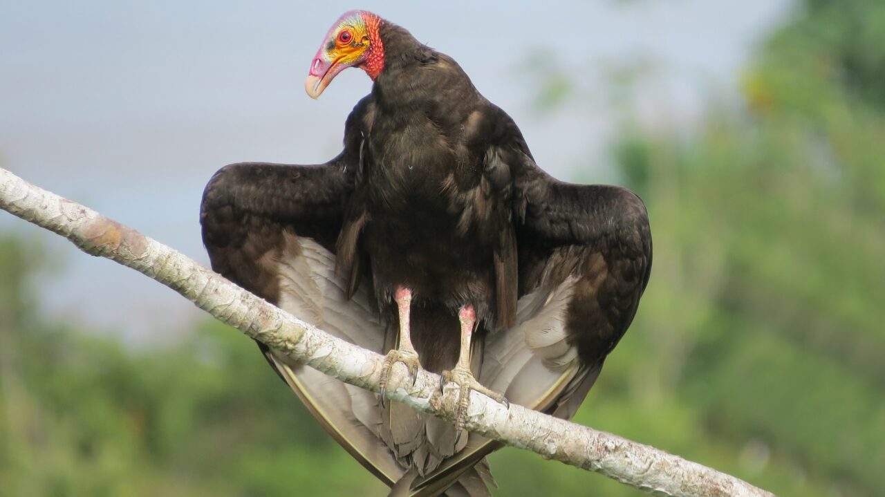 Amazing Facts About The Two Types of Vultures in Texas: Facts & Habitat