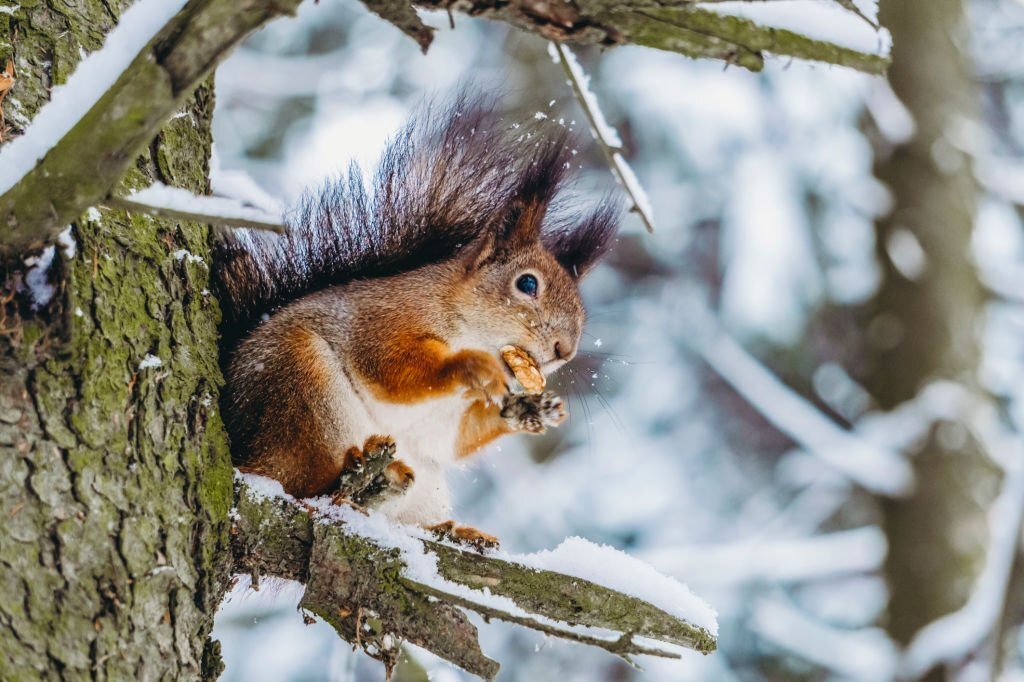 Difference between a Black squirrel and a Brown squirrel?