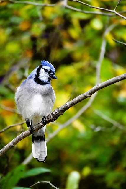 Why Blue Jays are Awesome (And Why You Should Love Them Too!)