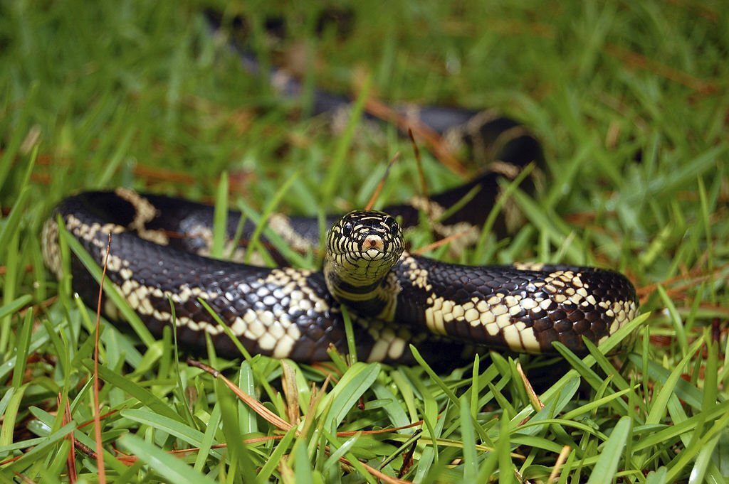 The different types of snakes found in North Carolina