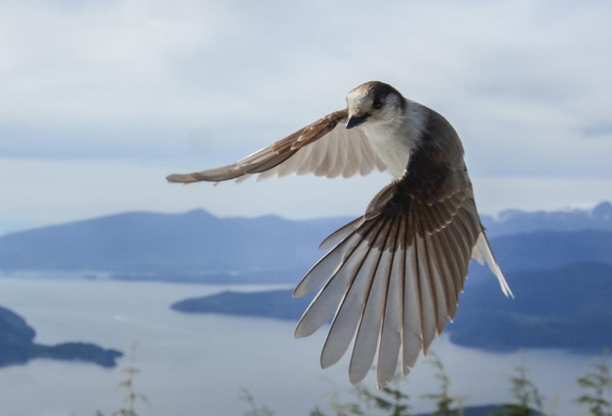 The Camp Robber Bird: Know More About These Fearful Birds