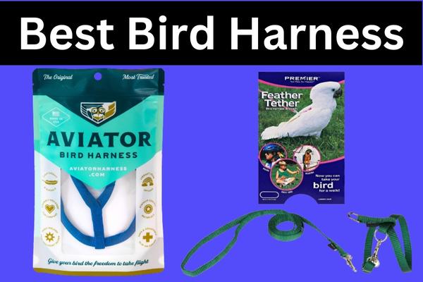 Best Bird Harness to Keep Your Feathered Friend Safe