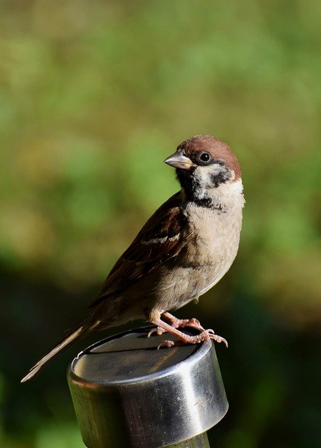 What Is A Songbird?