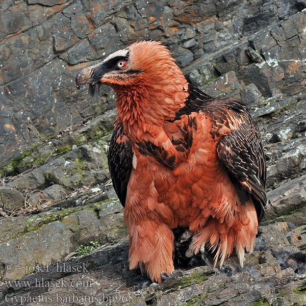 Dragon Bird: From The Legendary Phoenix to the Real Bird Species – Chipper Birds