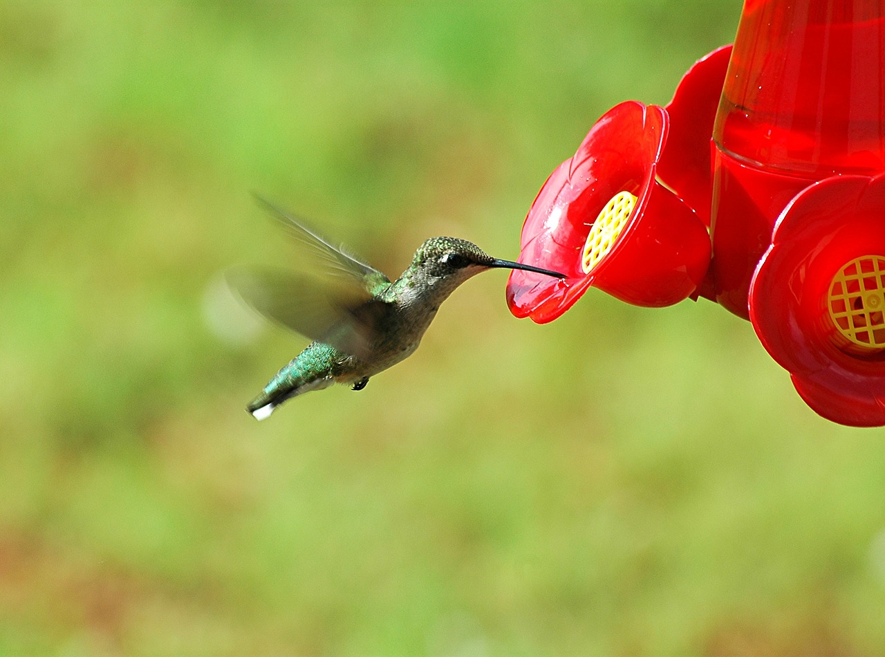 Where to Hang Hummingbird Feeder [2023]