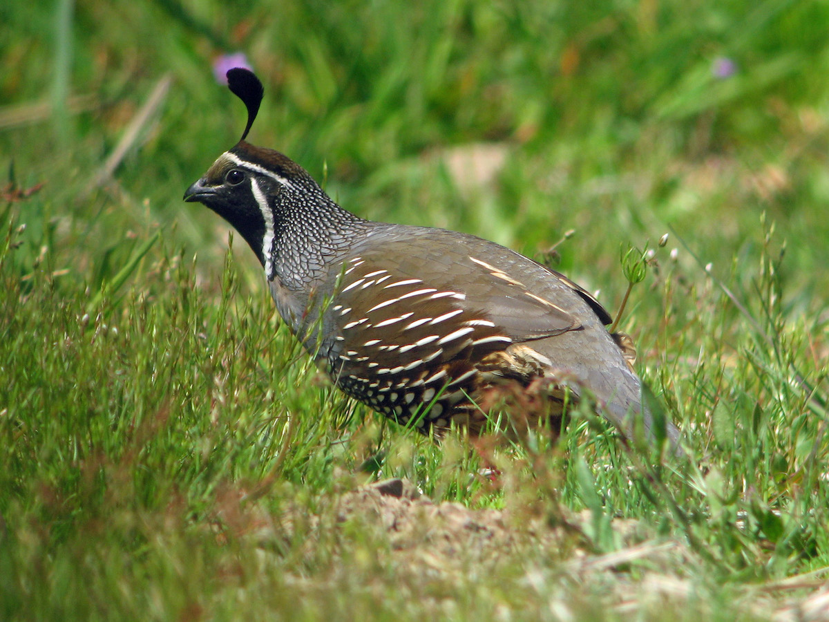 A Guide To the State Bird Of California – The California Quail