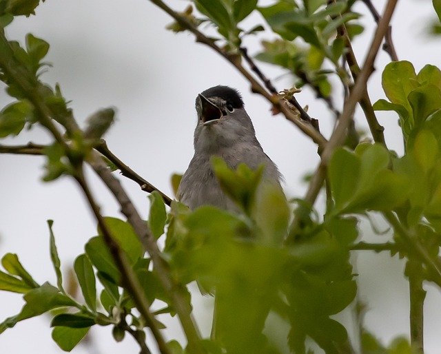 Why Does the Eurasian Blackcap Rank As One of the Top Warblers?