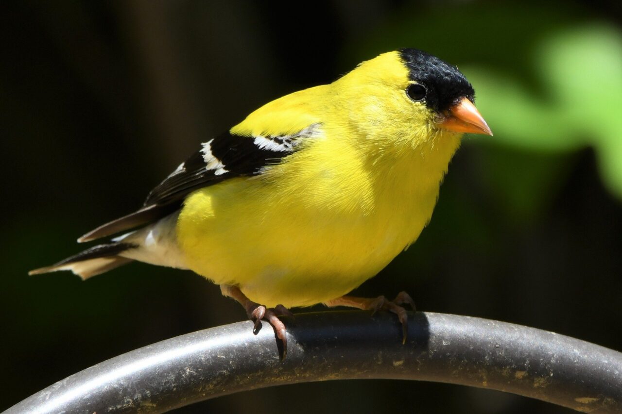 New Jersey State Bird: Fun Facts About The American Goldfinch