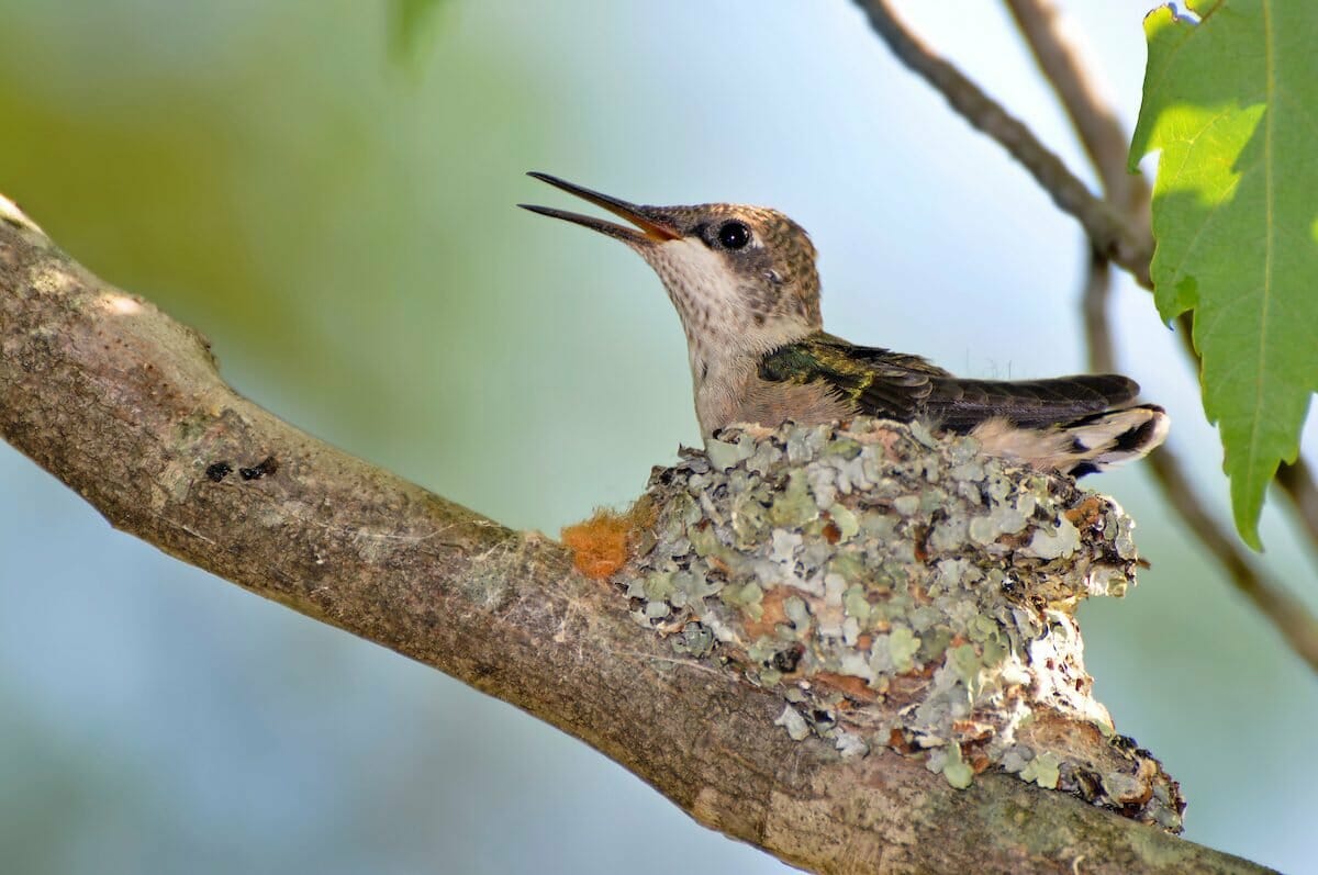 What does a hummingbird nest look like?