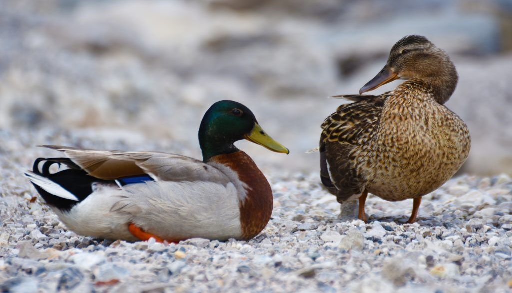 5 Interesting Facts About Ducks