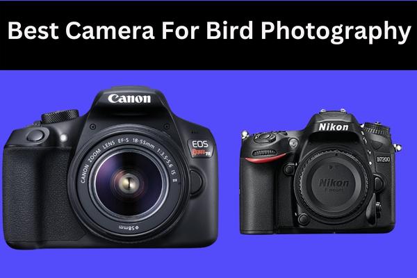 Best Camera for Bird Photography