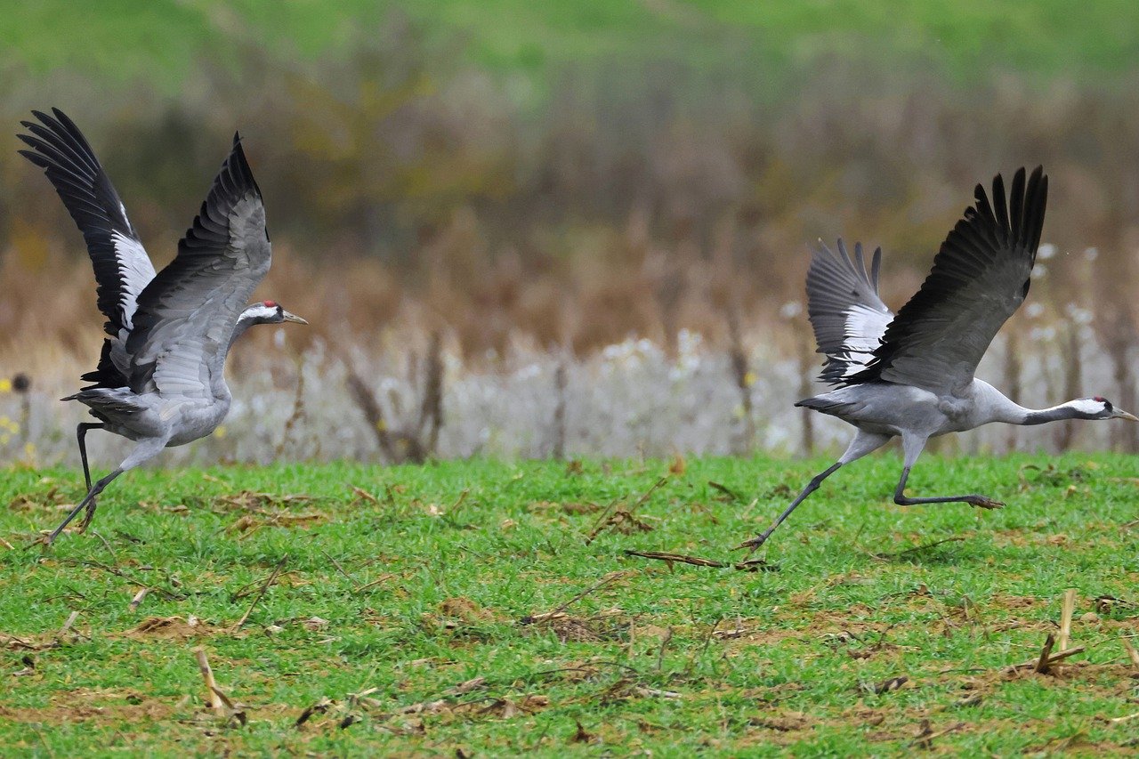 10 Birds That Prefer to Walk Rather Than Fly