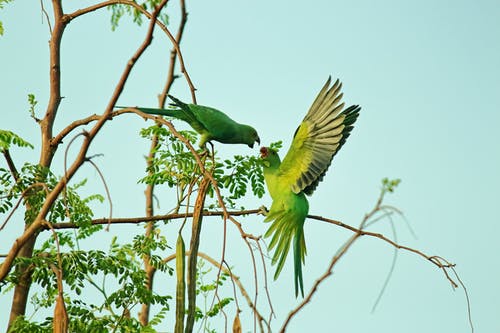 Mating Season Is Here: How Do Birds Reproduce?