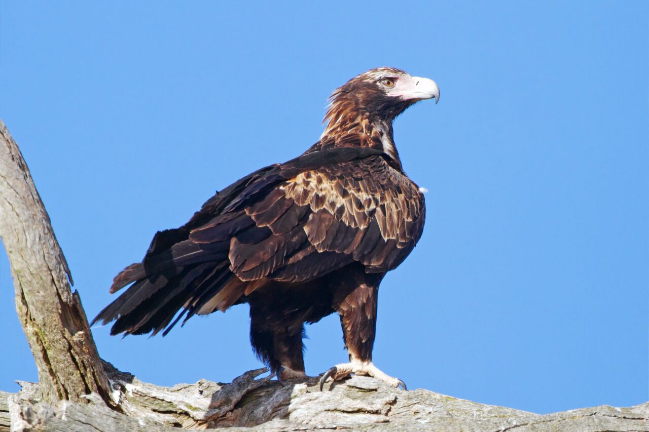 Top 10 Biggest Birds in The World