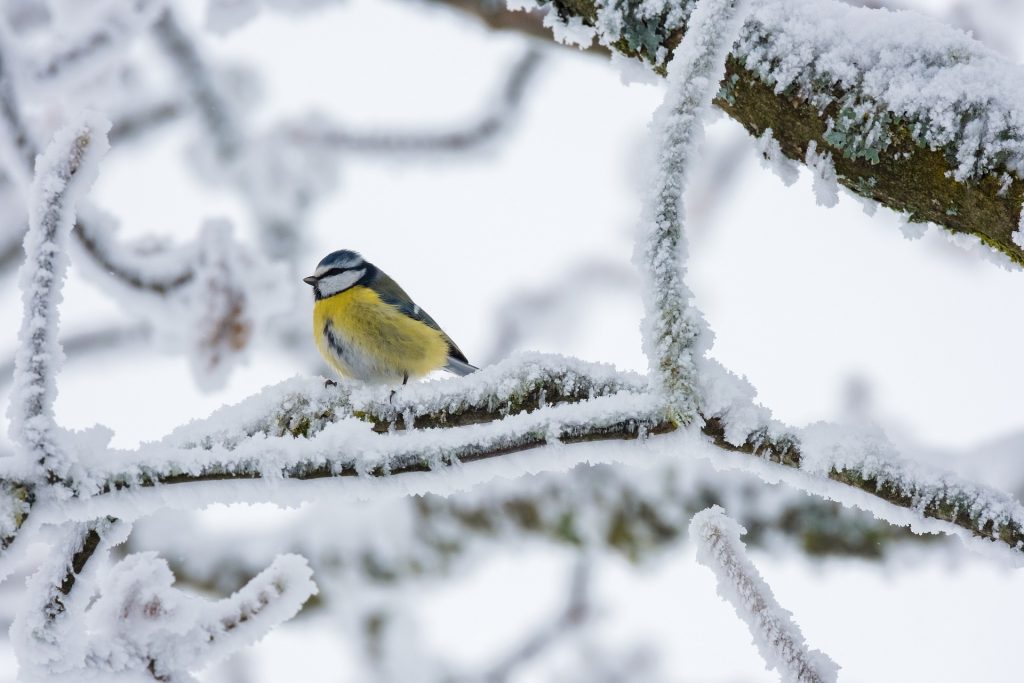 5 Reasons Why Some Birds Stay for the Winter