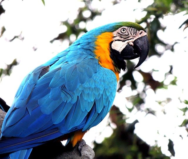 Parrots: Incredible Facts Everyone Should Know