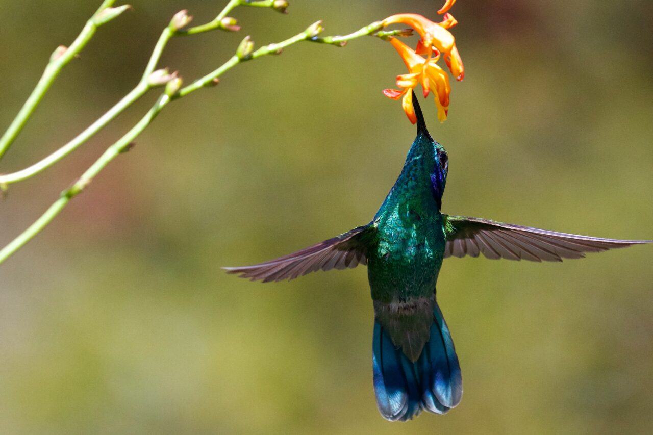 What do Birds Eat: Attract More Birds With the Best Food