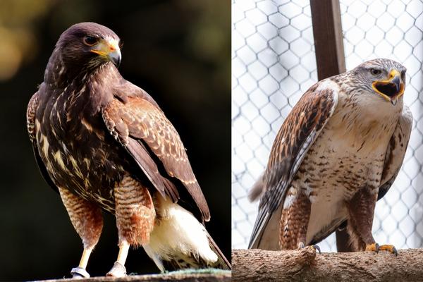 Falcons VS Hawks: Difference Between Hawk VS Falcon?