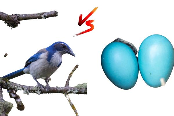 Blue Jay Eggs Ultimate Guide 2023