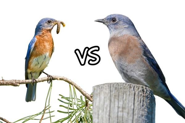 What Do Bluebirds Eat? An In-Depth Look Chipper Birds