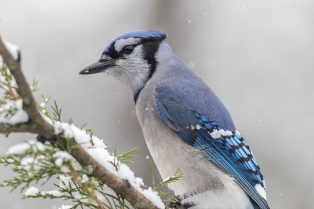 Decoding Blue Jay Sounds: Why do blue jays squawk?