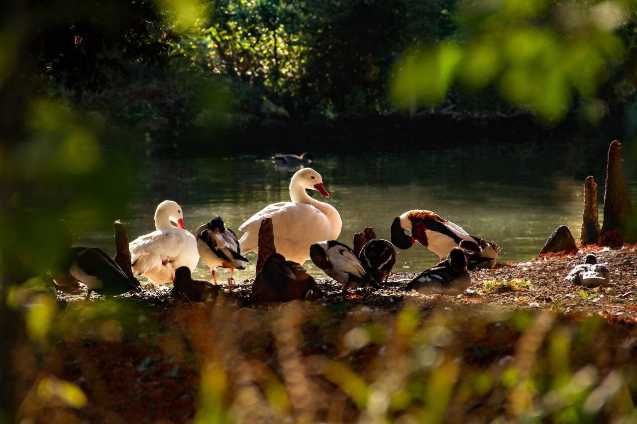 Facts about Ducks and types of ducks in North America