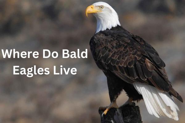 Where Do Bald Eagles Live? – Chipper Birds